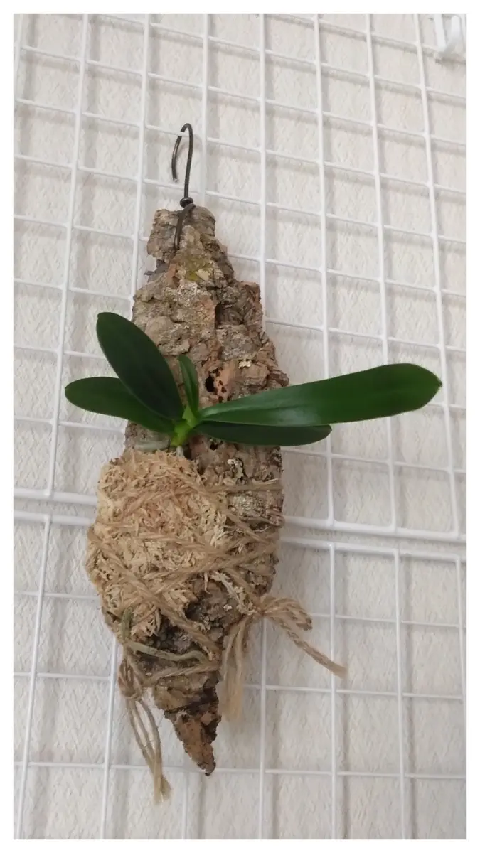 苔玉風蘭の着生についてお尋ねしたいです。蘭が植わっている