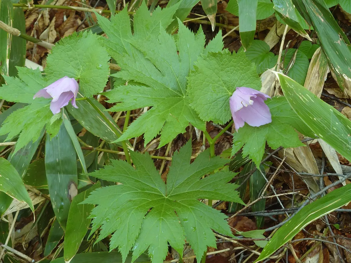 この植物は何でしょう？大きな葉っぱで、直径20-30cmくらいあ