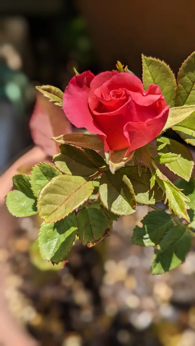薔薇の切り花を買って来ましたとても綺麗です名前がわかりま