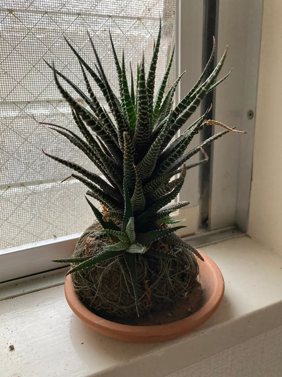 ハオルチア硬葉について教えて下さい。数年前に多肉植物の寄せ