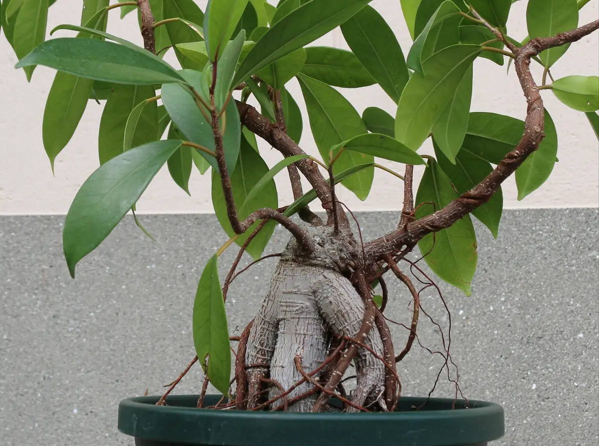 ガジュマル 大株10年育成