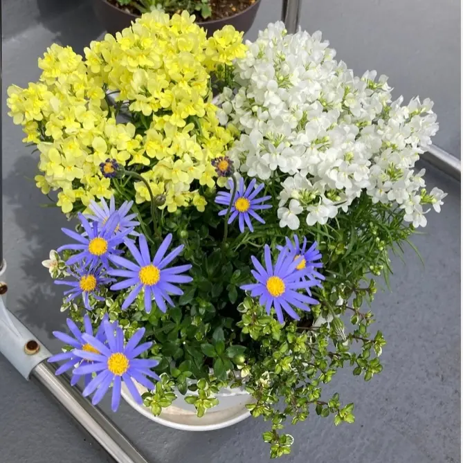 No.347 348 　 クロノス　2個セット　寄せ植え　花 No.344 クロノス様専用 2個セット 寄せ植え 花（寄せ植え - 元気