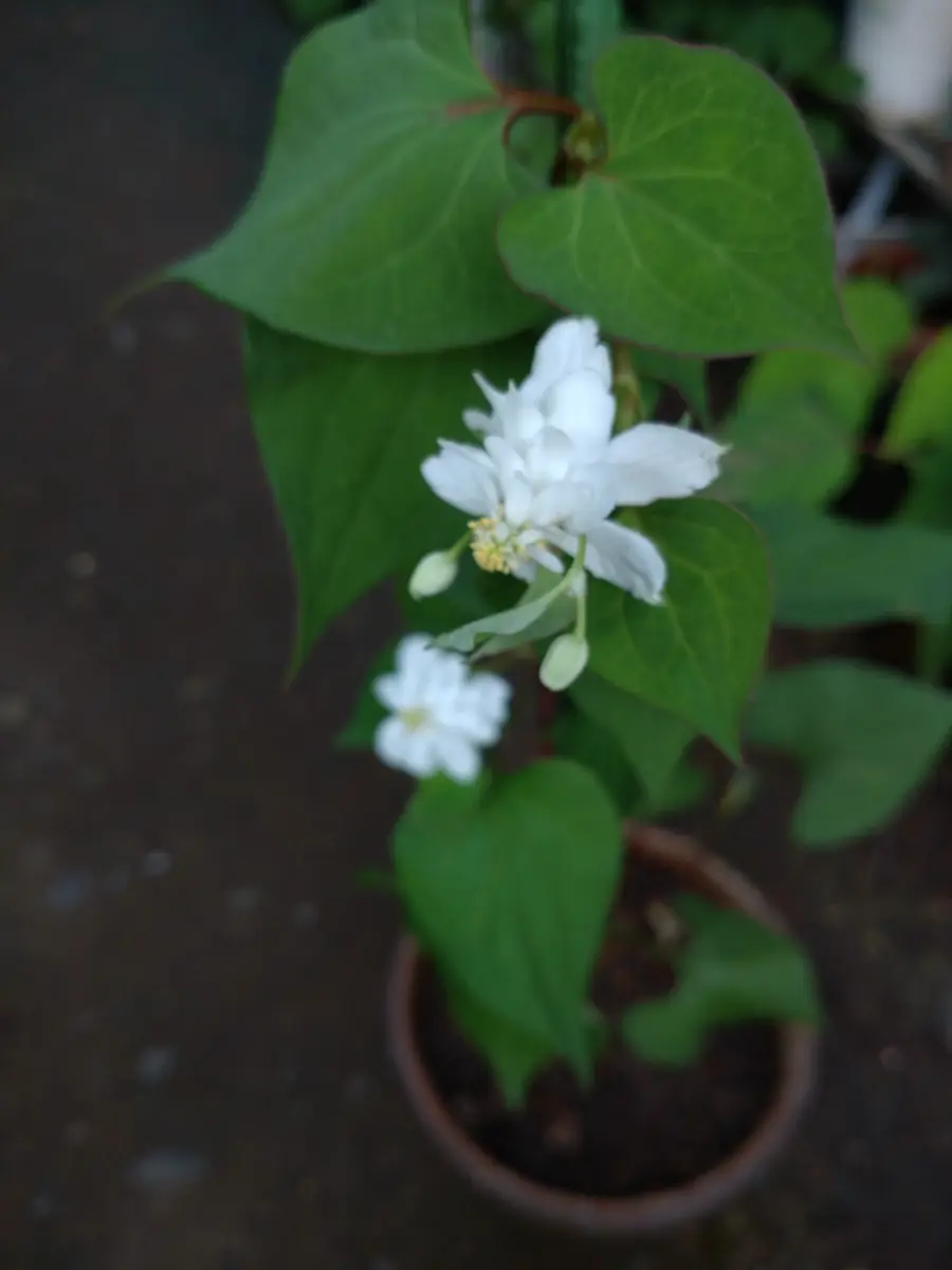 草取りを怠ったら、我が家の箱庭がドクダミに覆われてしまい...｜園芸 