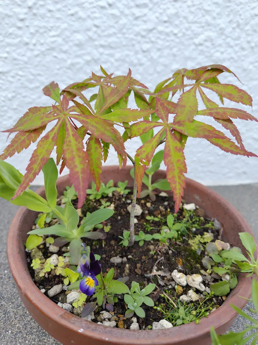 カエデ　模様木　根張り良品　持ち込み３０年 枝打ち良　小鉢 カエデ 模様木 根張り良品 持ち込み30年 枝打ち良 小鉢