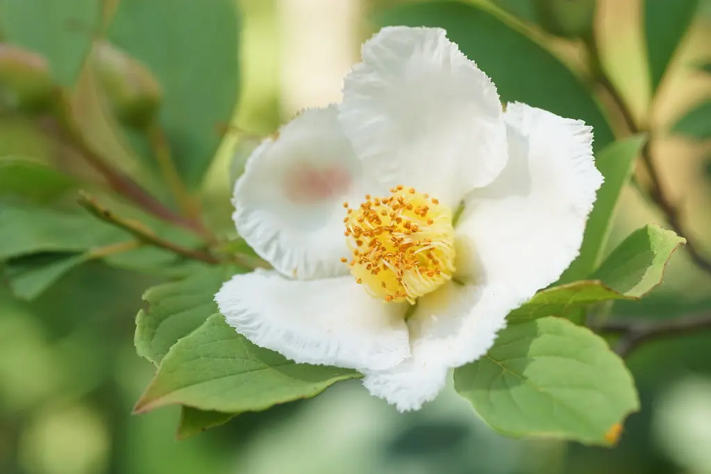 夏椿を植えてから約8年目になります。5月に綺麗に咲いてくれ