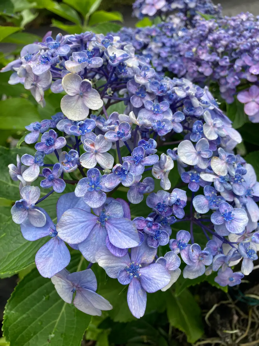 紫陽花　ウズ紫陽花　まずはコメントください。相談ページ 紫陽花(アジサイ)たち② 「ふれあい花の通り道」でみつけた花