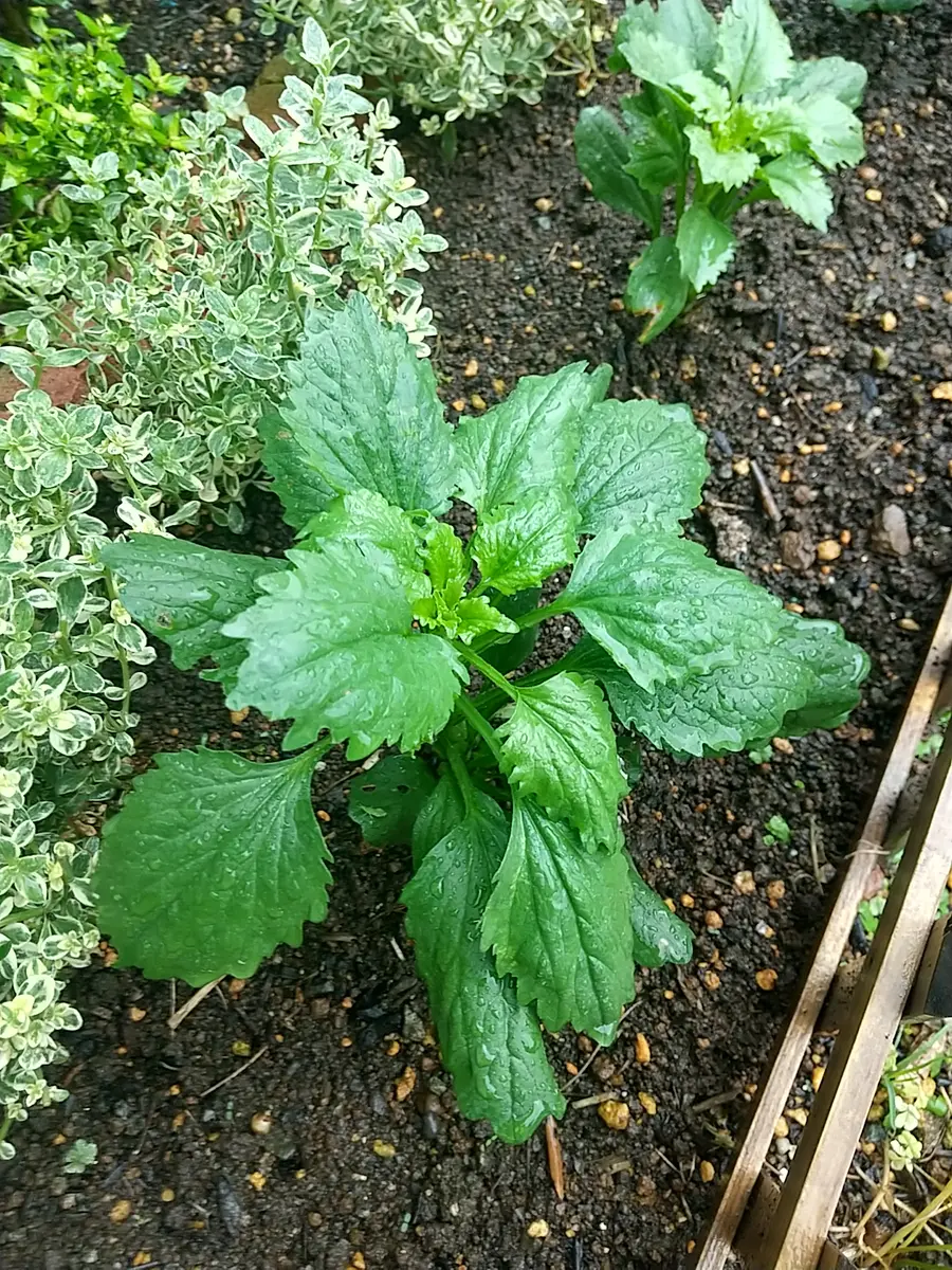 初めて投稿します。この植物の名前を教えてください。添付写｜園芸
