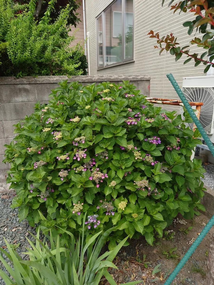 紫陽花 花 が 咲か ない