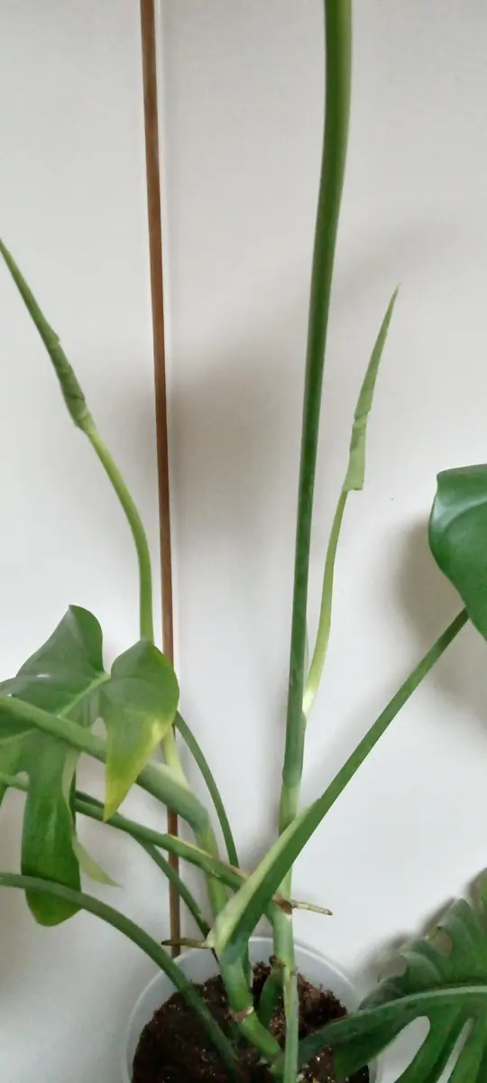 初めてご質問させていただきます、観葉植物のモンステラを昨年