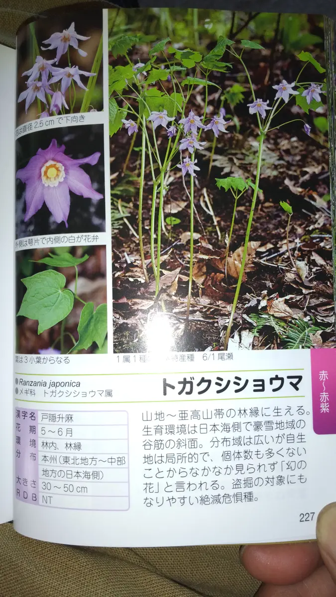 園芸の通販で山野草のレンゲショウマの苗を購入して横浜市の自