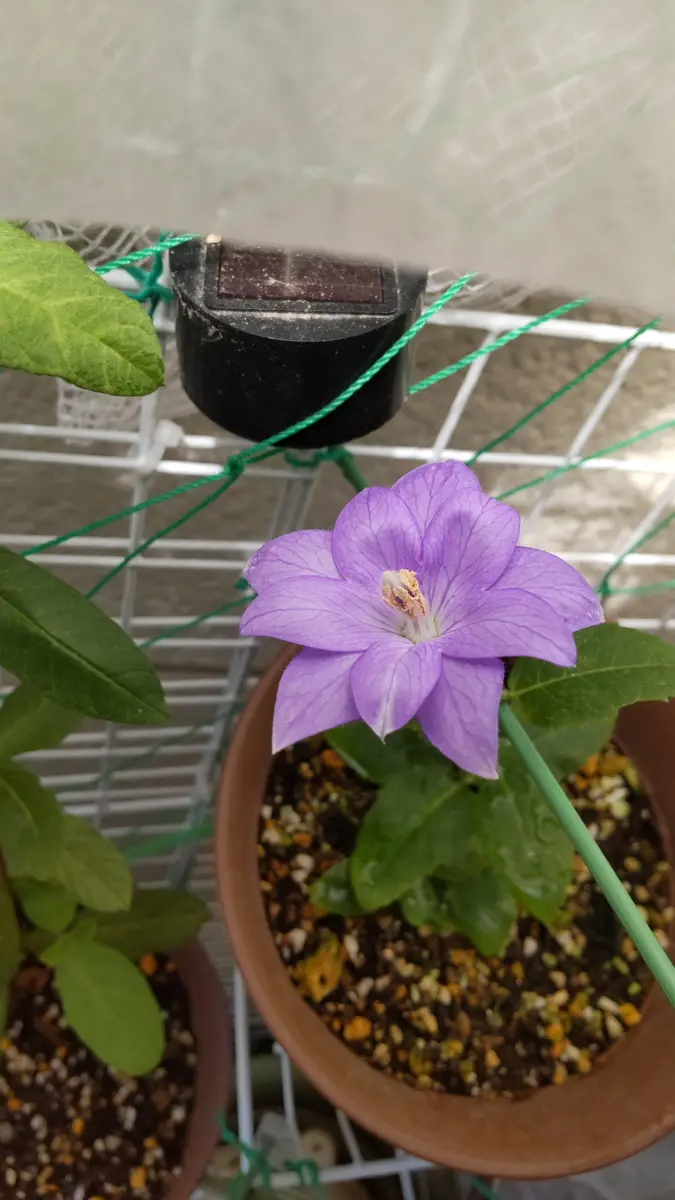 桔梗について教えてください。昨年の9月にホームセンターで