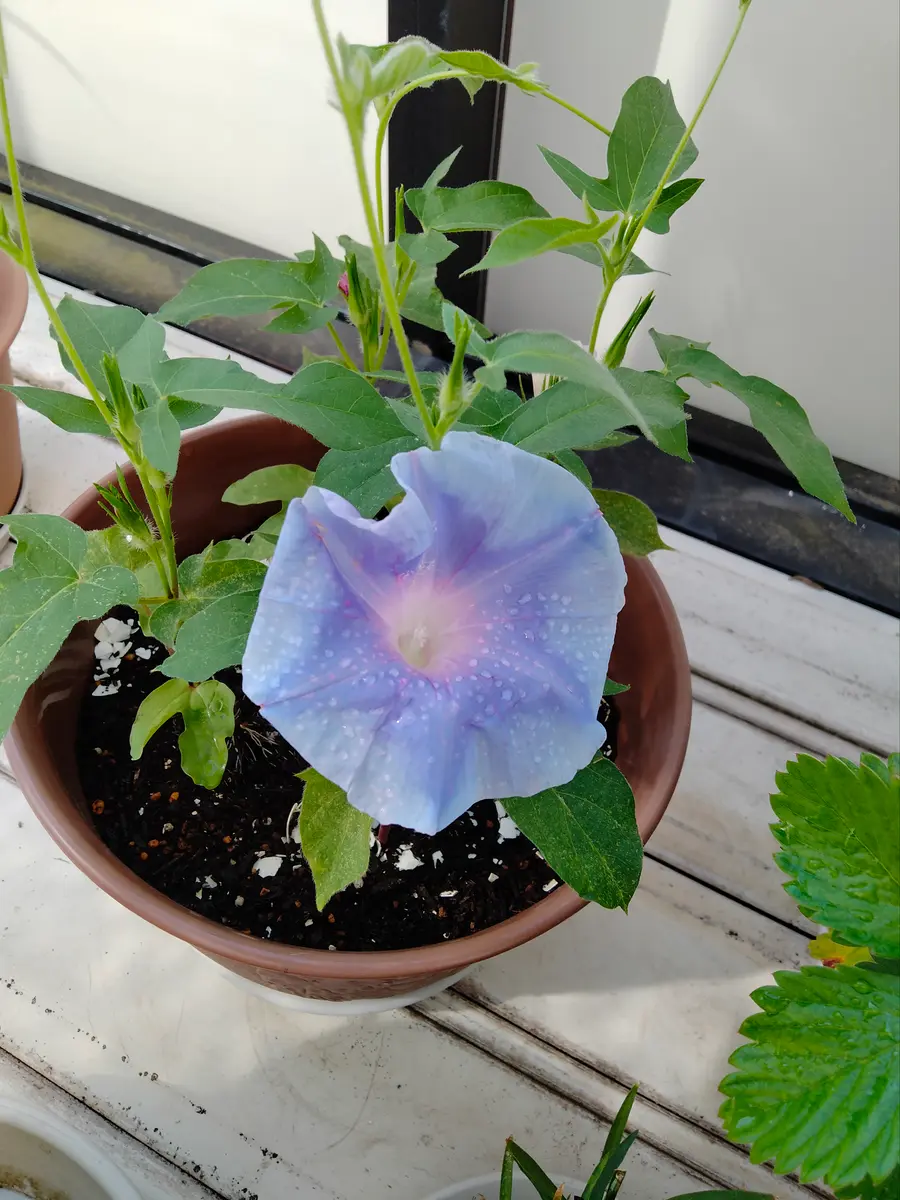 朝顔の種 3種類ミックス 日本朝顔 ミックス種 2025｜🍀GreenSnap