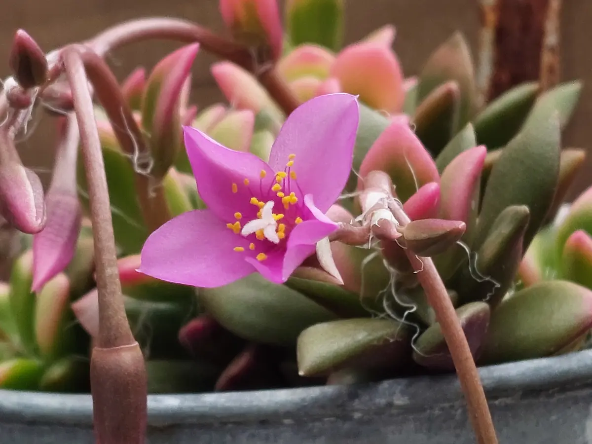 多肉植物の桜吹雪のつぼみがついたので開花を観察しようと思っ