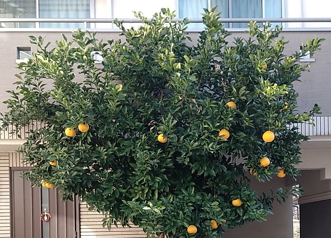 5年前、食べていたピンクグレープフルーツの種を植えて2mを超え 