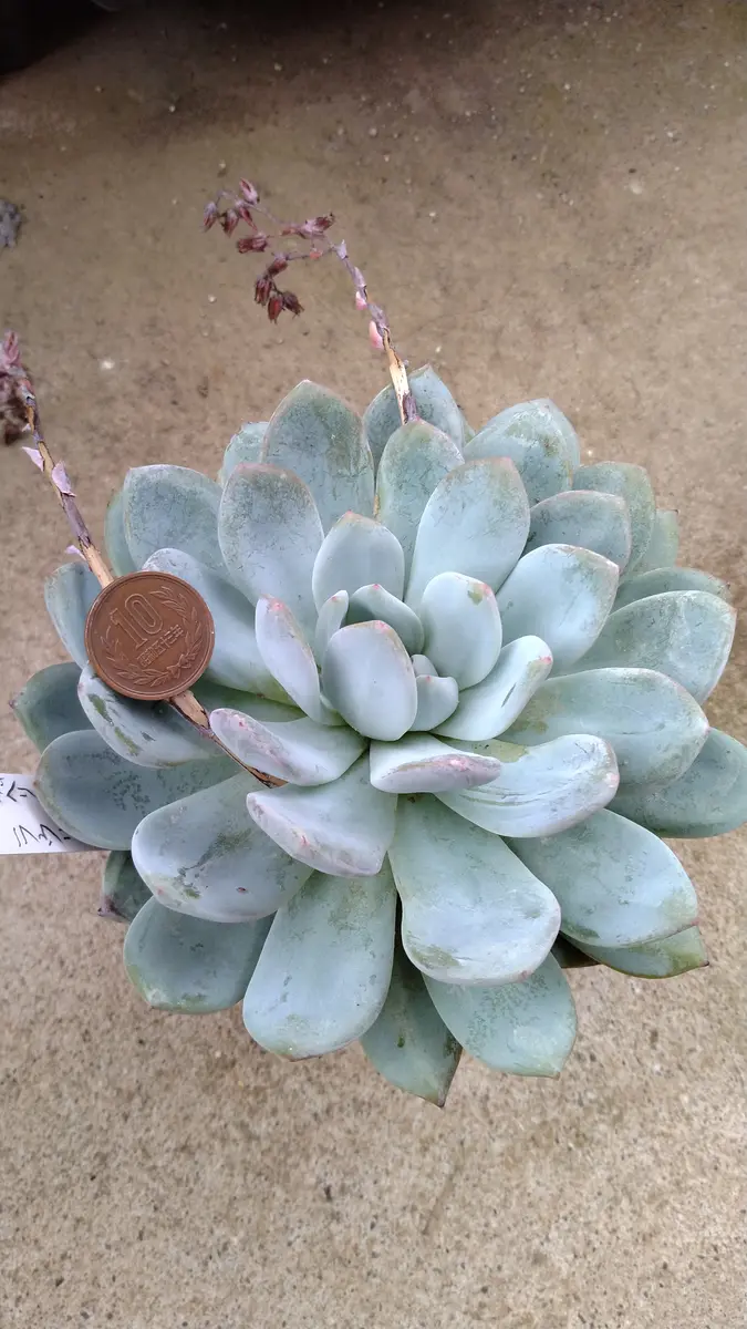 カット苗のエケベリアは成長すればどれくらいの大きさになるで