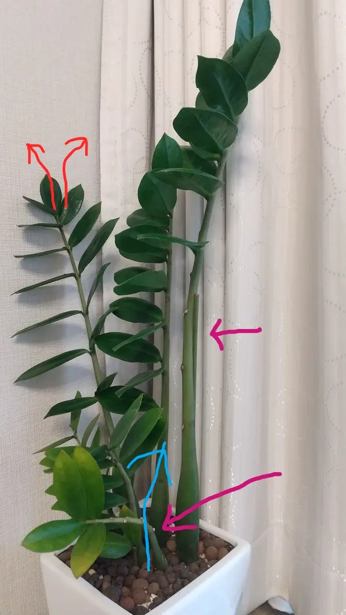 観葉植物ーザミオクルカス新芽有り 【公式通販】