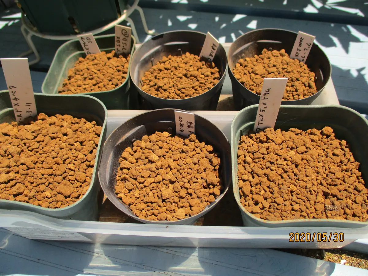 30 クリスマスローズ種