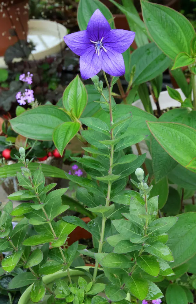 園芸初心者です。矮性品種の桔梗を購入し、7月末に植え替えし｜園芸