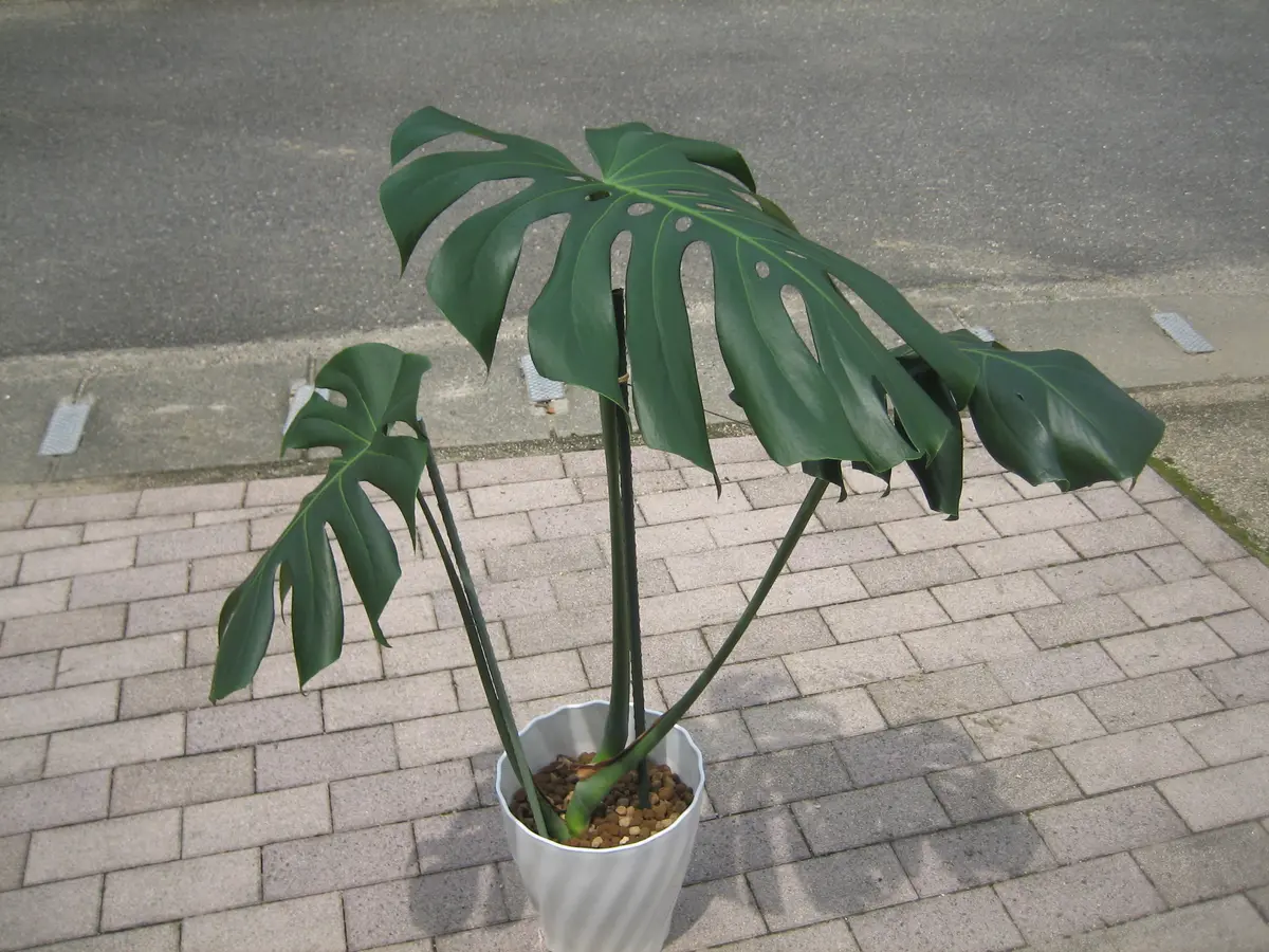 モンステラ☆ミント　メリクロン株 番号04 楽天市場】モンステラ（サイズ（植木鉢）4 ～ 6号）（観葉植物