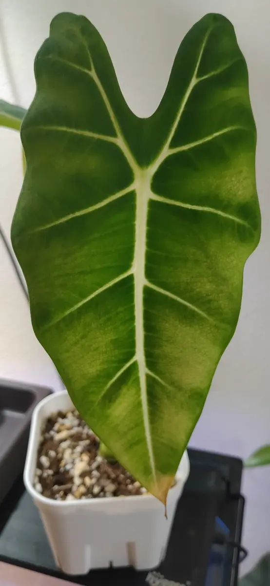 アロカシアアマゾニカについてです。最近購入して植え替えた アロカシアアマゾニカについてです。最近購入して植え替えた