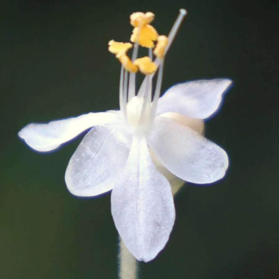 ミョウガを植えておいたはずの日陰の場所に、かわいい花が咲い