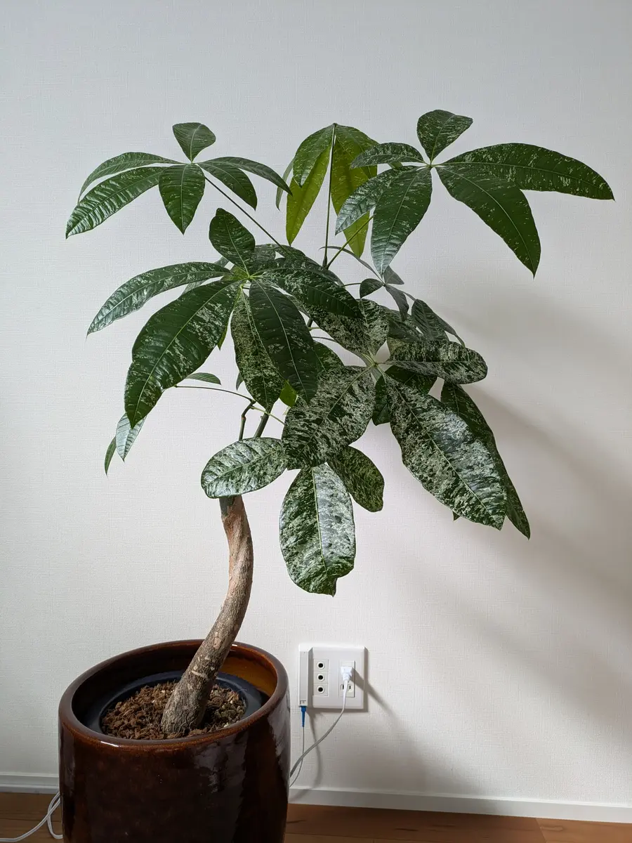 実生のパキラミルキーウェイを購入しました。植え替えようとし