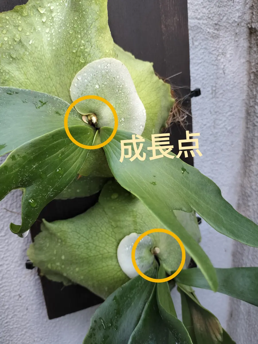 昨日、ビカクシダに水やりした後落ちてしまい貯水葉が剥がれ