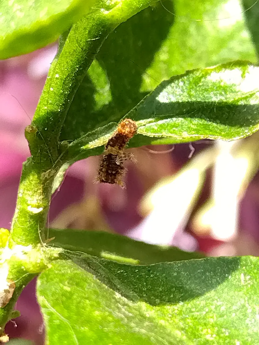 柑橘系　枝付き葉っぱ　1000枚　アゲハチョウ幼虫の餌 宅急便発送 柑橘系 枝付き葉っぱ 1000枚 アゲハチョウ幼虫の餌 宅急便発送