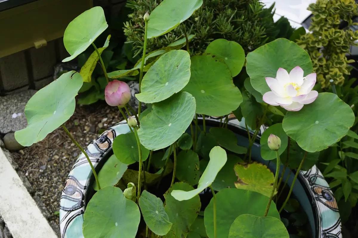 ハスに今年も花芽がつかない。なぜか教えてください。土は赤玉