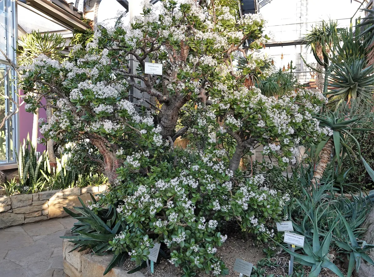 金のなる木を育てています。植え替えてすぐに上部が枯れてしま