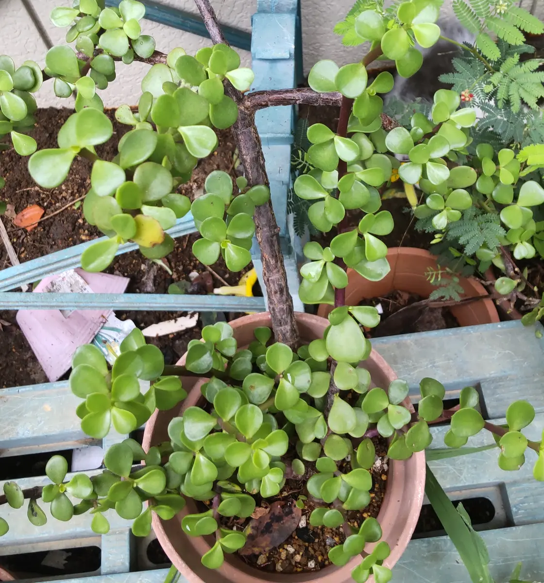 金のなる木を育てています。植え替えてすぐに上部が枯れてしま