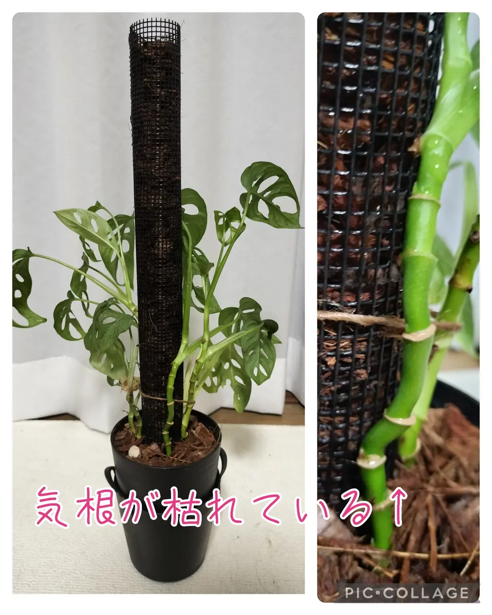 フィロデンドロンの切り戻し初めて質問します。観葉植物大好き