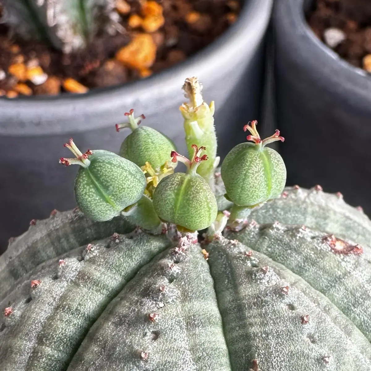 オベサですが、これは雄しべでしょうか？開花したと言うよりは 
