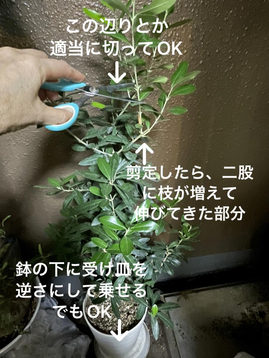 と135 駆け寄っ 植木鉢