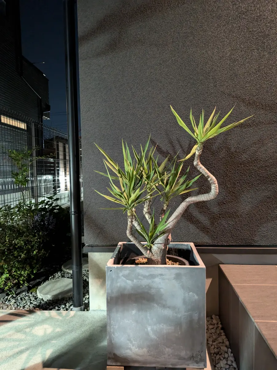 宅配便配送 ユッカ エレファンティペスを1ヶ月ほど前に地植えしました。土 ユッカ