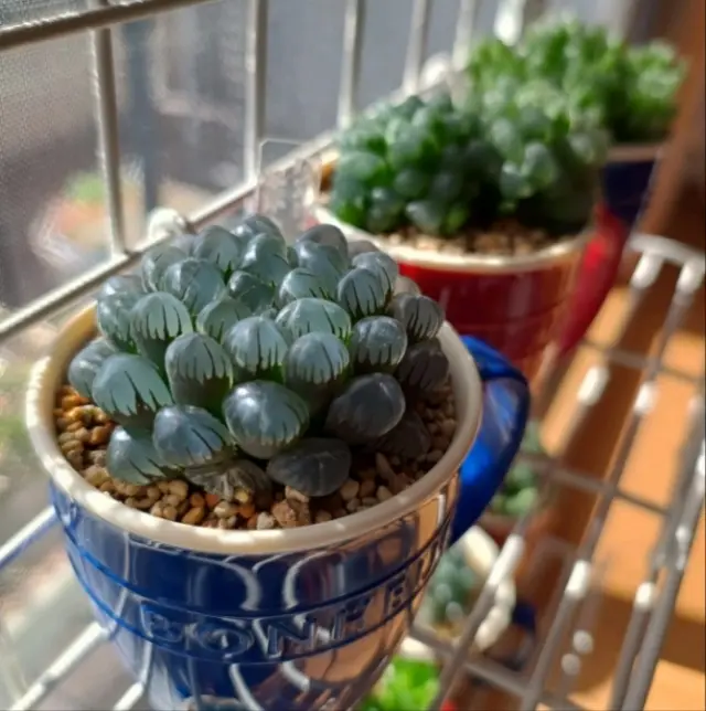 多肉植物ハオルチア 白帝城の状態ついてです。写真1枚目が元