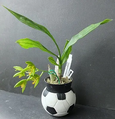 たけのこらんを買いました。2200円でした。たけのこらんで、花