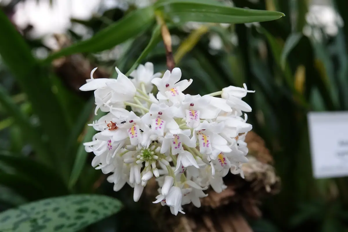 洋蘭 原種 稀少種 Neobenthamia. gracilis 開花大株 ネオベンサミア•グラキリスについてマイナーすぎるのか育て方を