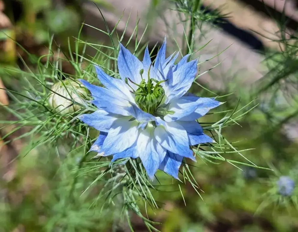 なんの種ですか？デルフィニウム、ニゲラ、アグロステンマ、｜園芸