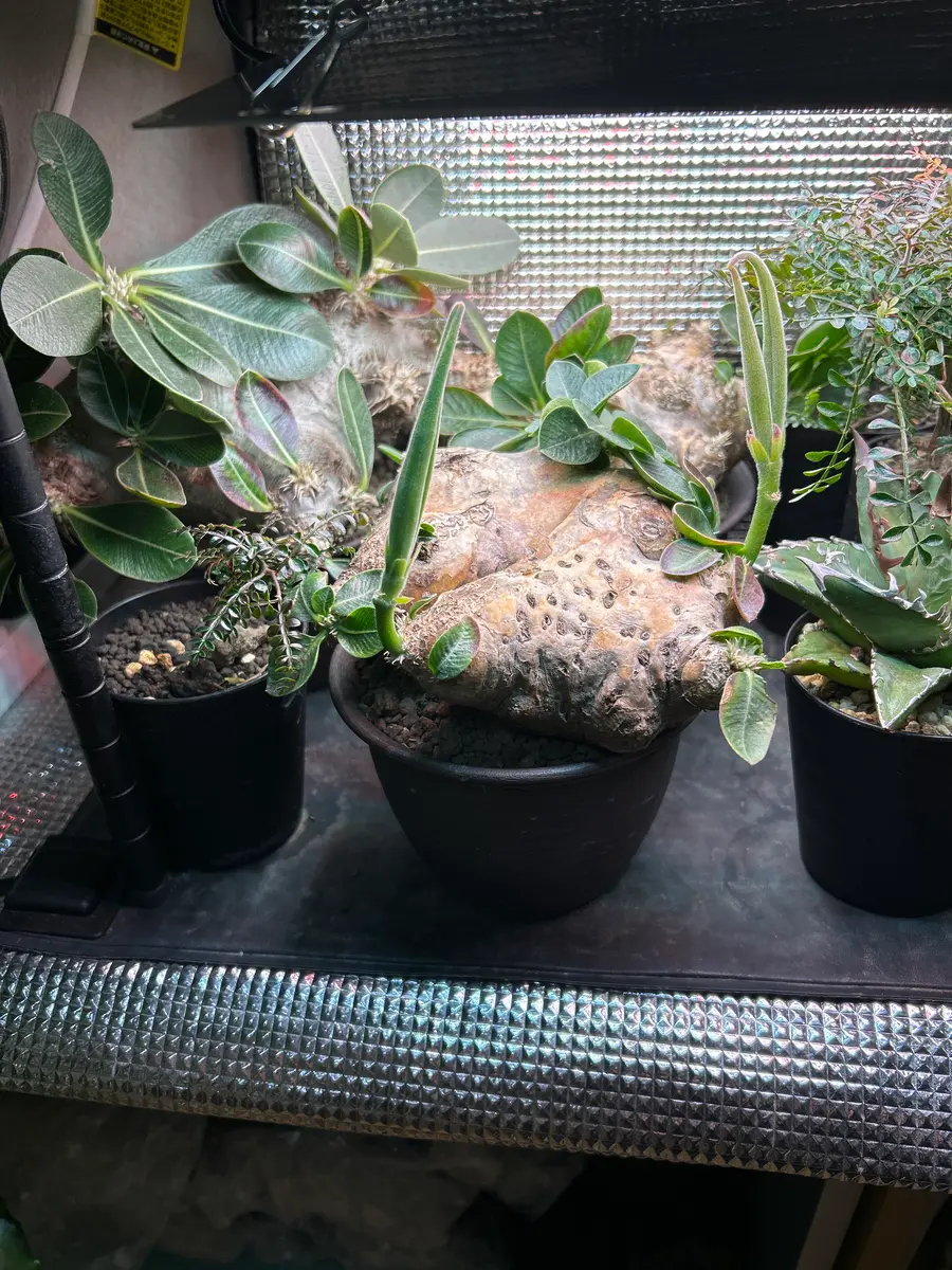 パキポディウムについて冬越しについてですが、毎年苦慮して｜園芸