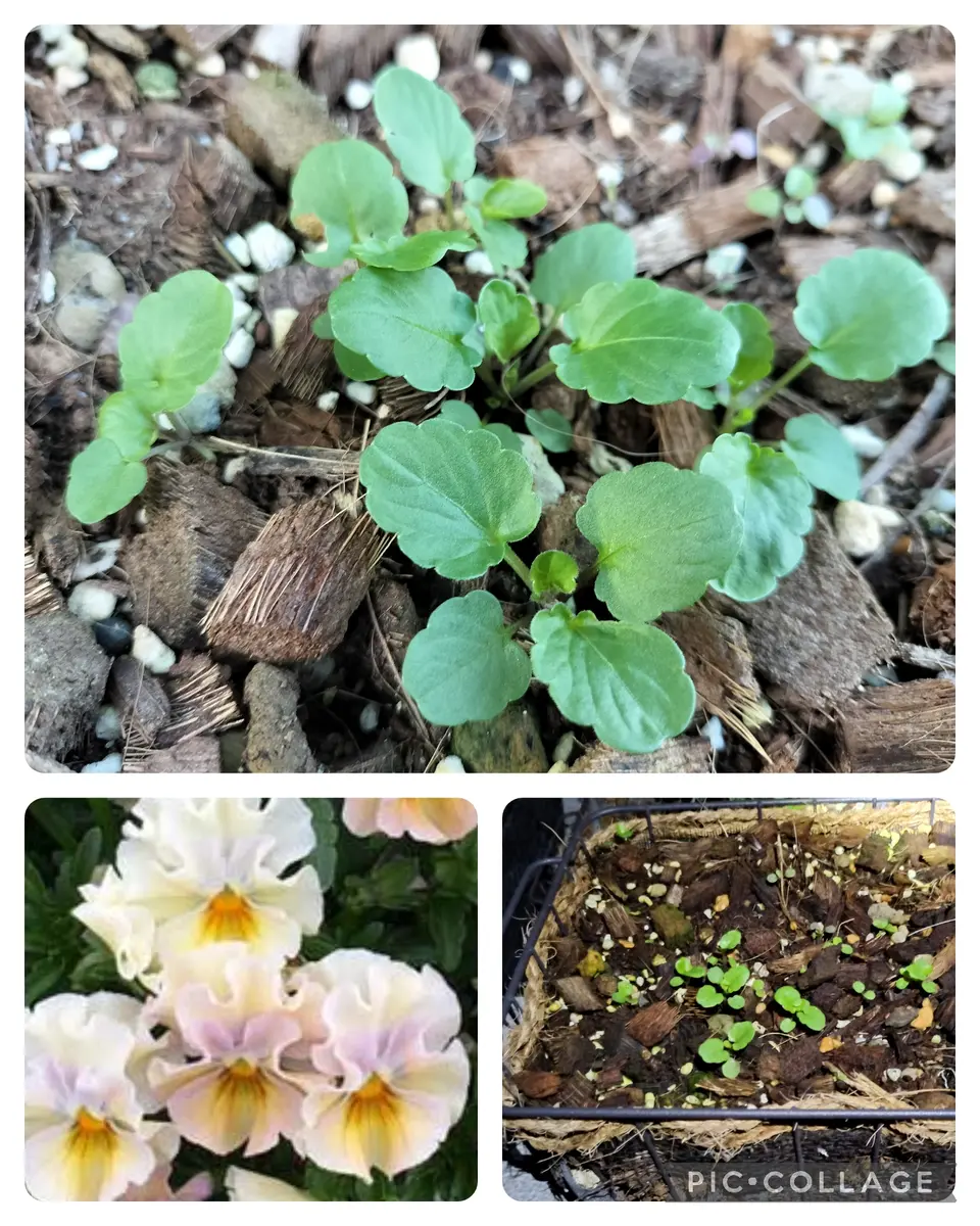 希少 ビオラ【すみれ図鑑】2ポット 雨の土曜日となりましたが、先日