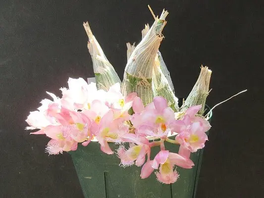 クロウェシア初心者です。水やりと置き場所について質問があり