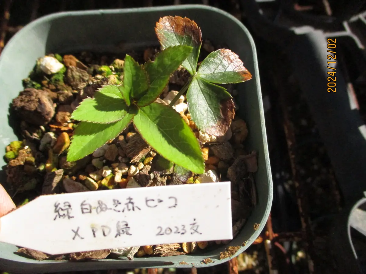 種から発芽した2年目のクリスマスローズです。半月前に植え替