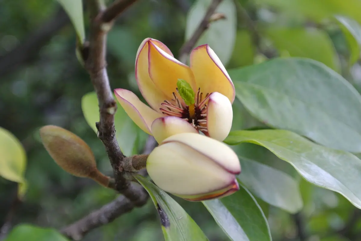 バナナのような甘い香りがする樹木の名前を探しています。静｜園芸