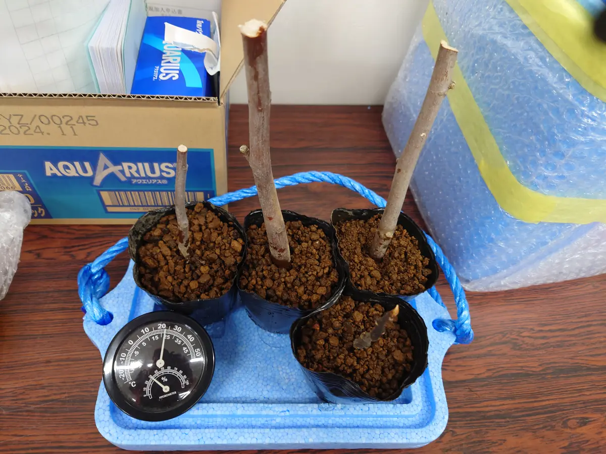 gin Zu　　　イチジク挿し木 いちじくを挿し木から育てる｜そだレポ（栽培レポート）byチムニ