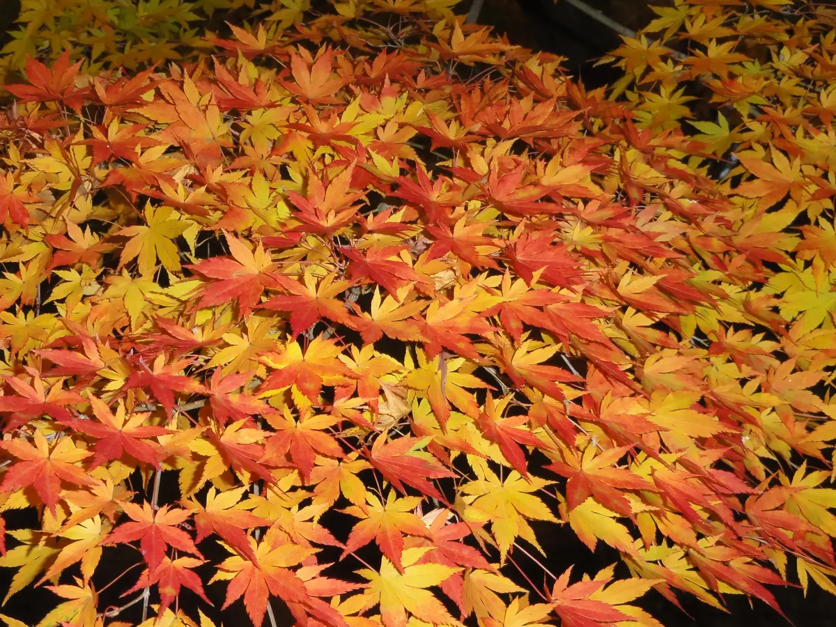 もみじの色づきについて真っ赤な紅葉に憧れていますが、園芸店