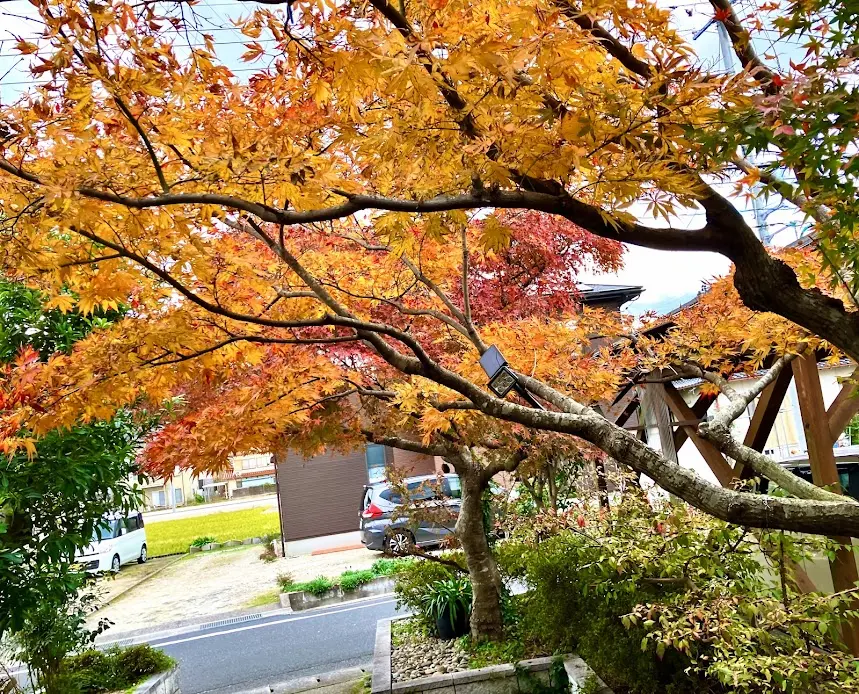 もみじの色づきについて真っ赤な紅葉に憧れていますが、園芸店