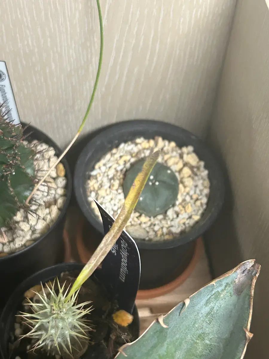 いつもお世話になってます。パキポディウムグラキリスについて