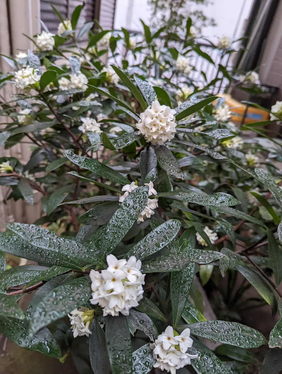 庭に地植えで沈丁花を植えていますが、枯れてきています。植え｜園芸相談Q＆A｜みんなの趣味の園芸