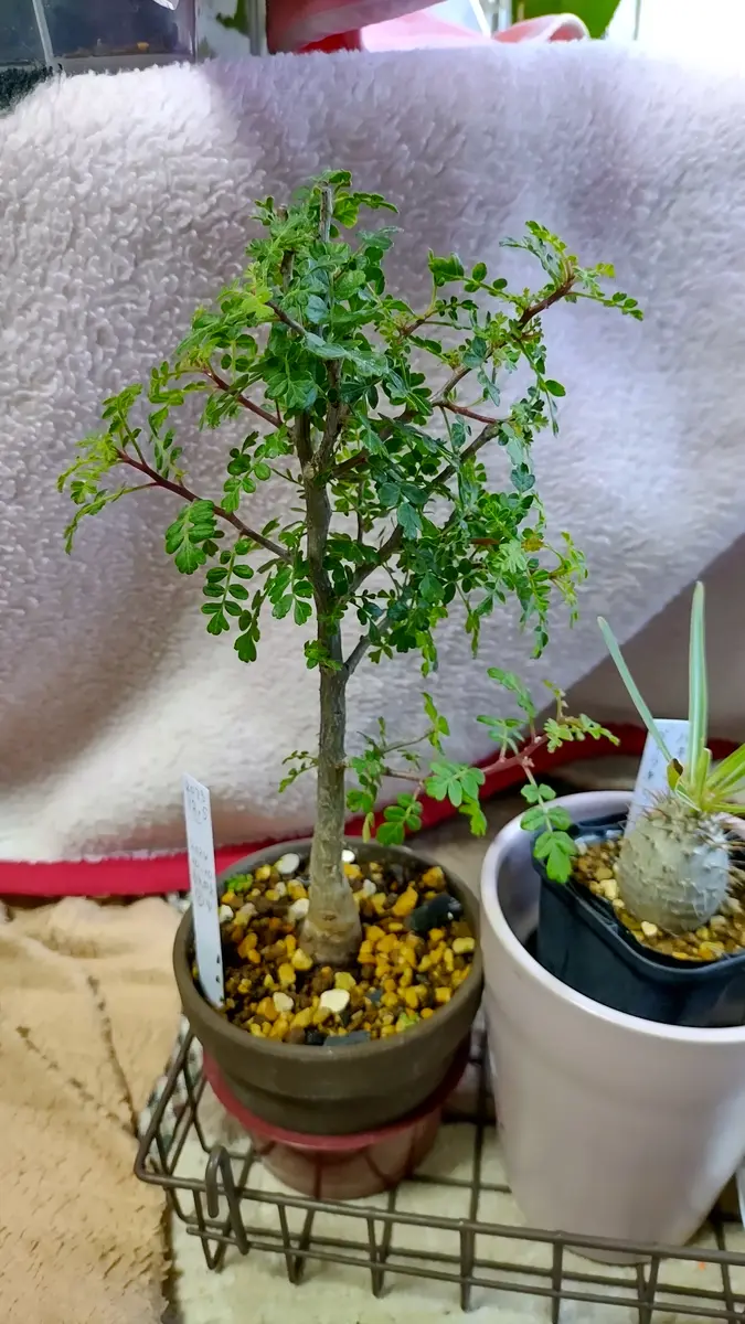 センナメリディオナリス　実生株　特選　矮小株　塊根植物　コーデックス　灌木 89 センナ メリディオナリス 実生苗 コーデックス 塊根 現品限り